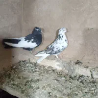 سلام دوتا کبوتر ماده سوسکی دمسفیدوابلق سیاه