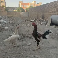 مرغ خروس لاری چیل