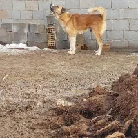 ماده سراب|سگ|صوفیان, |دیوار