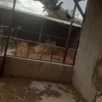 کبوتر پرنده