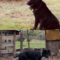 واگذاری ژرمن بلک 4ماهه ماده