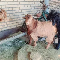 دوتا بیگ نر تخمی داشتی چاق چاق دوتا دوقلو