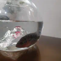 فلاور معاوضه با ماهی گیاه خوار|ماهی|تبریز, |دیوار