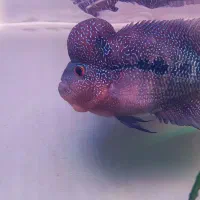 ماهی فلاور هورن