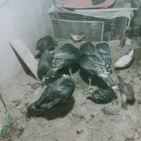 ۱۱بوقلمون ۸نروسه ماده ۵تا۷ کیلو|حیوانات مزرعه|خرم بید, |دیوار