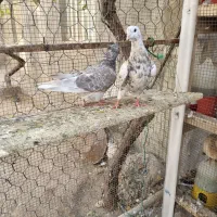 کبوتردم سفید|پرنده|تاکستان, |دیوار