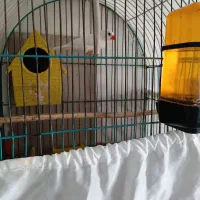 فنچ|پرنده|تهران, مشیریه|دیوار