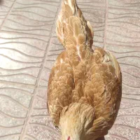 نیمچه برهما وارداتی ،ویاندوت بلورد، سیبرایت بوف|حیوانات مزرعه|شیراز, امام حسین|دیوار