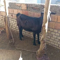 بز آلپاین و سانن . بزغاله|حیوانات مزرعه|سیمین شهر, |دیوار