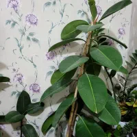 گل درختی بلند و خوشگل|گل و گیاه طبیعی|تهران, خاوران|دیوار