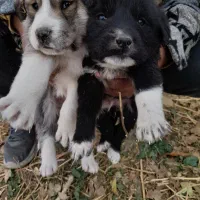 سگ قدر جونی