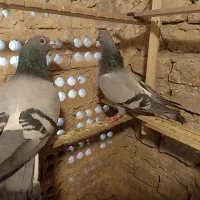 کفتر رنگه المانی دانه 200 پا در پا معاوضه دارم