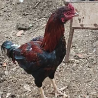 خروس لاری عالی