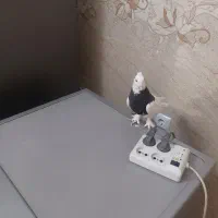 طوقی سیاه مهر مهر کاکولی پرپا