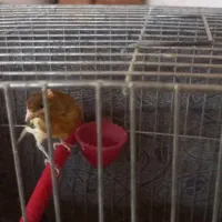 یک جفت قناری|پرنده|کاشان, قطب راوندی|دیوار