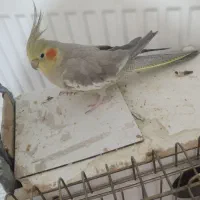 پرنده|پرنده|محمدیه-قزوین, |دیوار