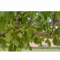 زمین-کشاورزی