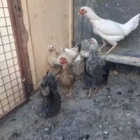 مرغ تازه ب تخم اومده