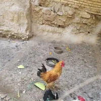 خروس|حیوانات مزرعه|اصفهان, توپخانه ارتش|دیوار