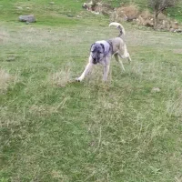 سگه سرابی 1ساله