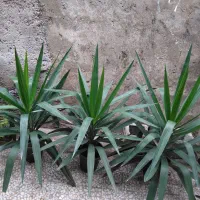 یوکاهای سرسبز