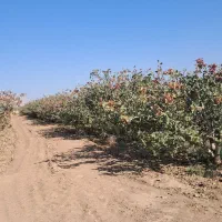 ۱۰ساعت آب و زمین پسته اکبری مرغوب|فروش دفتر صنعتی، کشاورزی، تجاری|مهریز, |دیوار