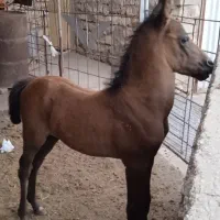 مادیان و کره مادیان