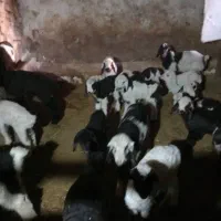 ۴۰ راس میش داشتی بره دار و آبستن سرگلون|حیوانات مزرعه|ارژن, |دیوار