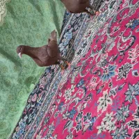 جفت سرخ کرمانی قدبلند هیکلی