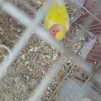 کوتوله و عروس سخن گو|پرنده|بیرجند, |دیوار