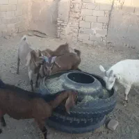 بز سه قلوزاوشیراوجوان معاوضه باگاویاگوساله ماده|حیوانات مزرعه|آیسک, |دیوار