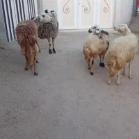 ۴عدد شک عروسک|حیوانات مزرعه|نهاوند, |دیوار