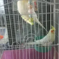 عروس هلندی ۵تخم