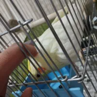 عروس هلندی نر لوتینو|پرنده|بومهن, |دیوار