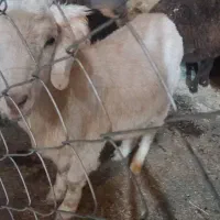 بزغاله ماده|حیوانات مزرعه|زاغه, |دیوار