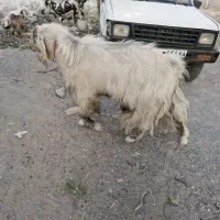 یک راس نر بز دو رگه جوان حدودا۱۸ ماهه زرنگ وبزرگ