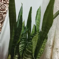 گل شمشیری