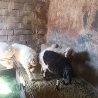 گوسفند نرگوزلی خوش گوشت|حیوانات مزرعه|تربتحیدریه, پائین ولایت|دیوار