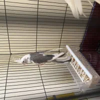 جوجه هلندی|پرنده|شیراز, کوشک میدان|دیوار