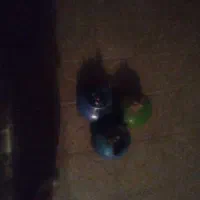پکنیک دانه ی ۵۰۰