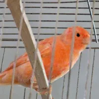 قناری اورجینال ترکیه ای|پرنده|شهریار, رزکان|دیوار