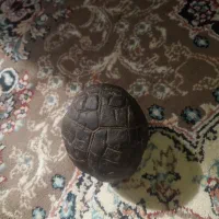 سنگ|کلکسیون اشیاء عتیقه|مشهد, جنت|دیوار