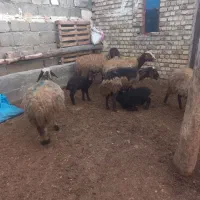 پنج تامیش  یک بره دوماه85