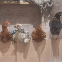 چهار تا جوجه فروشی
