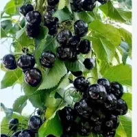 میوه چینی و کارای باغبانی پذیرفته میشود