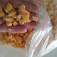 پخش مستقیم ذرت ،لوبیا و...