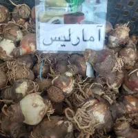 پیاز گل سنبل و لاله هلندی نرگس اختر کوکب زعفران و.|گل و گیاه طبیعی|کرج, اصفهانی‌ها|دیوار