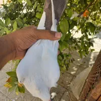 نر سفید دم قهوه ای بدون پر اضافه