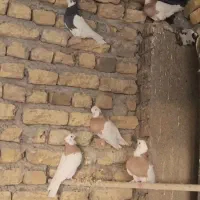 کبوتر طوقی|پرنده|رودسر, |دیوار