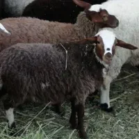 بره افغان رمانوف ماده مخصوص داشت